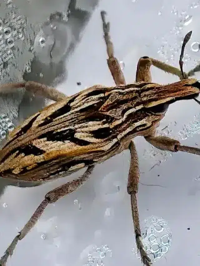 Kissing Bug Disease (Chagas) Spreads to 32 U.S. States.